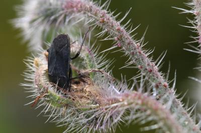  Aellopus atratus (Goeze, 1778)