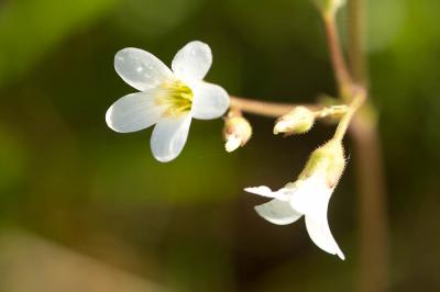 Saxifrage granulé, Herbe à la gravelle Saxifraga granulata L., 1753