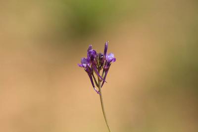 Linaire de Pélissier Linaria pelisseriana (L.) Mill., 1768