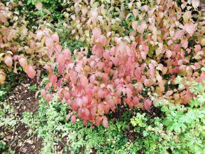 Cornouiller sanguin, Sanguine Cornus sanguinea L., 1753