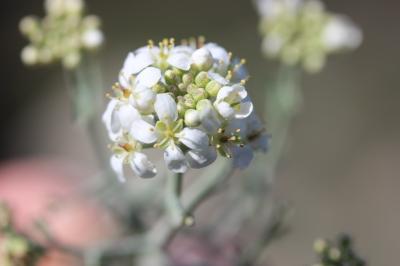 Passerage épineux, Corbeille-d'argent épineuse Hormathophylla spinosa (L.) P.Küpfer, 1974