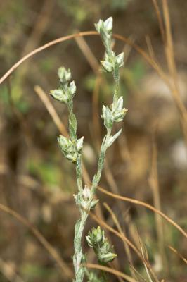 Immortelle des champs Filago arvensis L., 1753