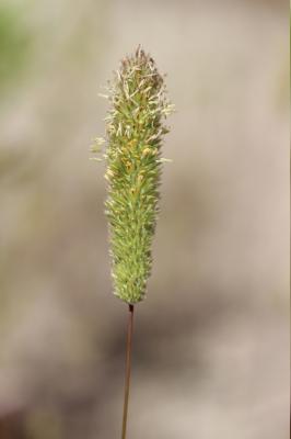 Fléole des sables Phleum arenarium L., 1753