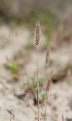 Polypogon maritime Polypogon maritimus Willd., 1801