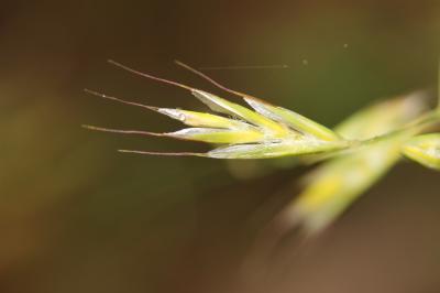 Avoine des prés Helictochloa pratensis (L.) Romero Zarco, 2011