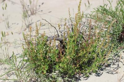 Rumex de Tanger, Patience de Tanger Rumex roseus L., 1753