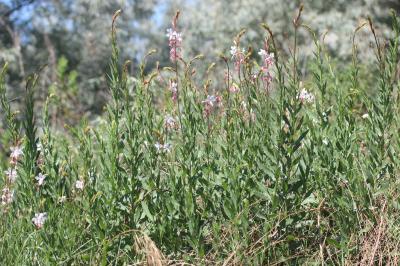  Oenothera lindheimeri (Engelm. & A.Gray) W.L.Wagner & Hoch, 2007