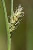 Laîche millet, Faux Fenouil Carex panicea L., 1753