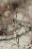 Fléole des sables Phleum arenarium L., 1753
