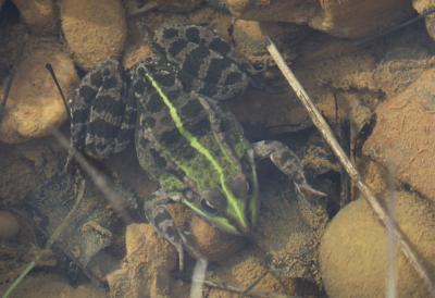 Grenouille rieuse Pelophylax ridibundus (Pallas, 1771)