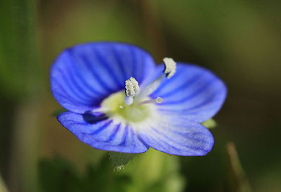 Véronique de Perse Veronica persica Poir., 1808