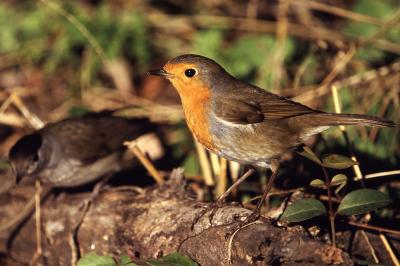 Rougegorge familier Erithacus rubecula (Linnaeus, 1758)