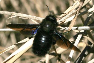 Abeille charpentière, Xylocope violet Xylocopa violacea (Linnaeus, 1758)