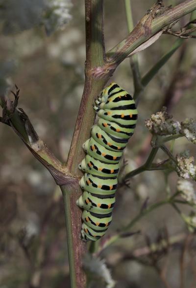 Machaon (Le), Grand Porte-Queue (Le) Papilio machaon Linnaeus, 1758