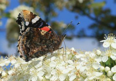 Vulcain (Le), Amiral (L'), Vanesse Vulcain (La), C Vanessa atalanta (Linnaeus, 1758)