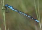 Agrion porte-coupe Enallagma cyathigerum (Charpentier, 1840)