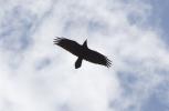 Grand corbeau Corvus corax Linnaeus, 1758
