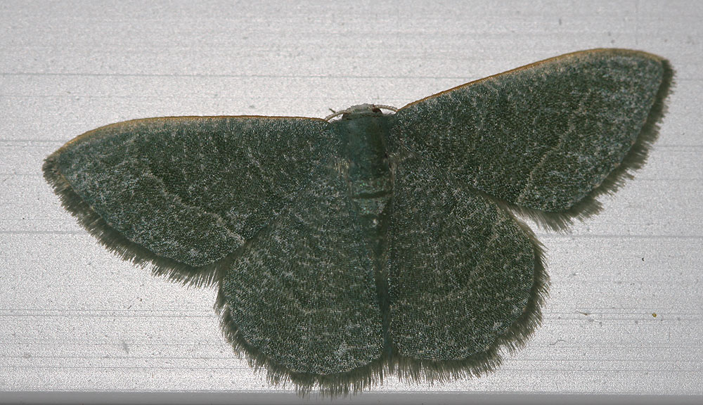 Phalène verte des Ombellifères (La) Phaiogramma etruscaria (Zeller, 1849)