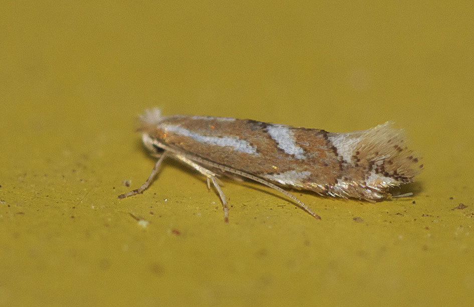 Le  sp. Phyllonorycter Hübner, 1822 sp.