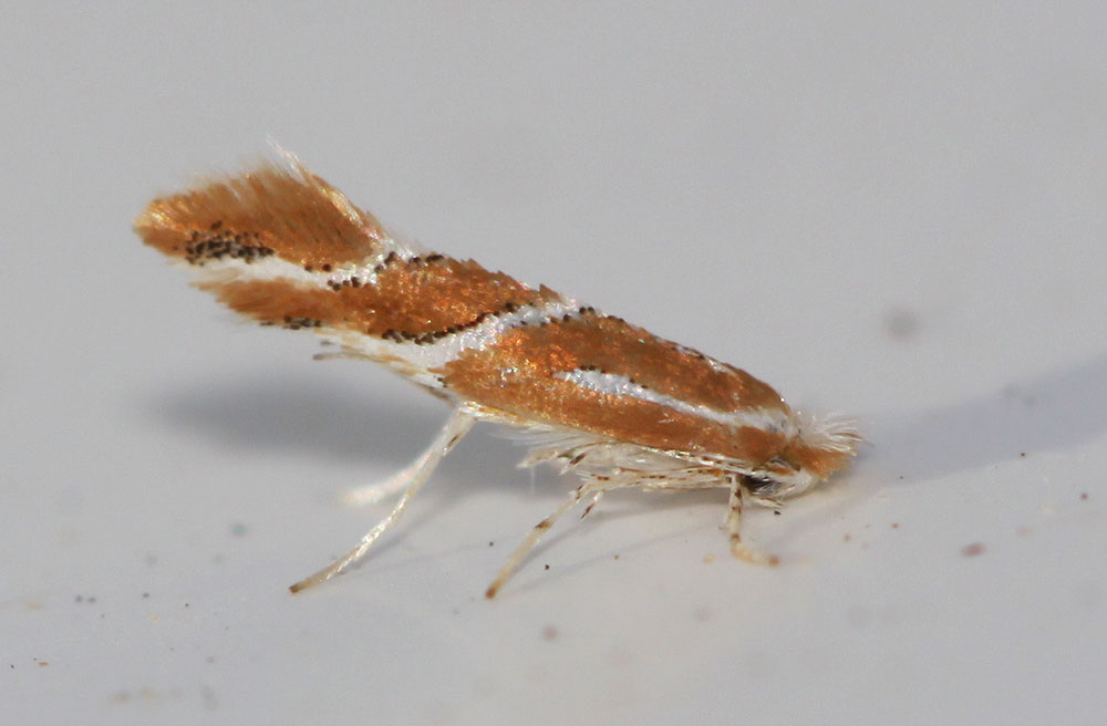 Le  Phyllonorycter millierella (Staudinger, 1871)