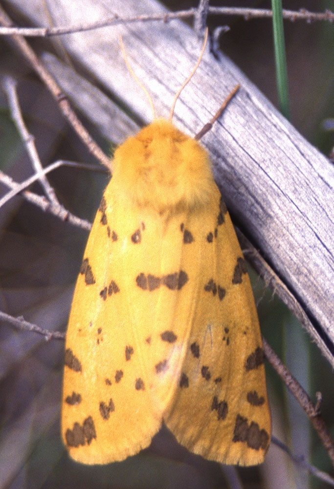 Le Ecaille pourprée (L'), Ecaille mouchetée (L') Diacrisia purpurata (Linnaeus, 1758)