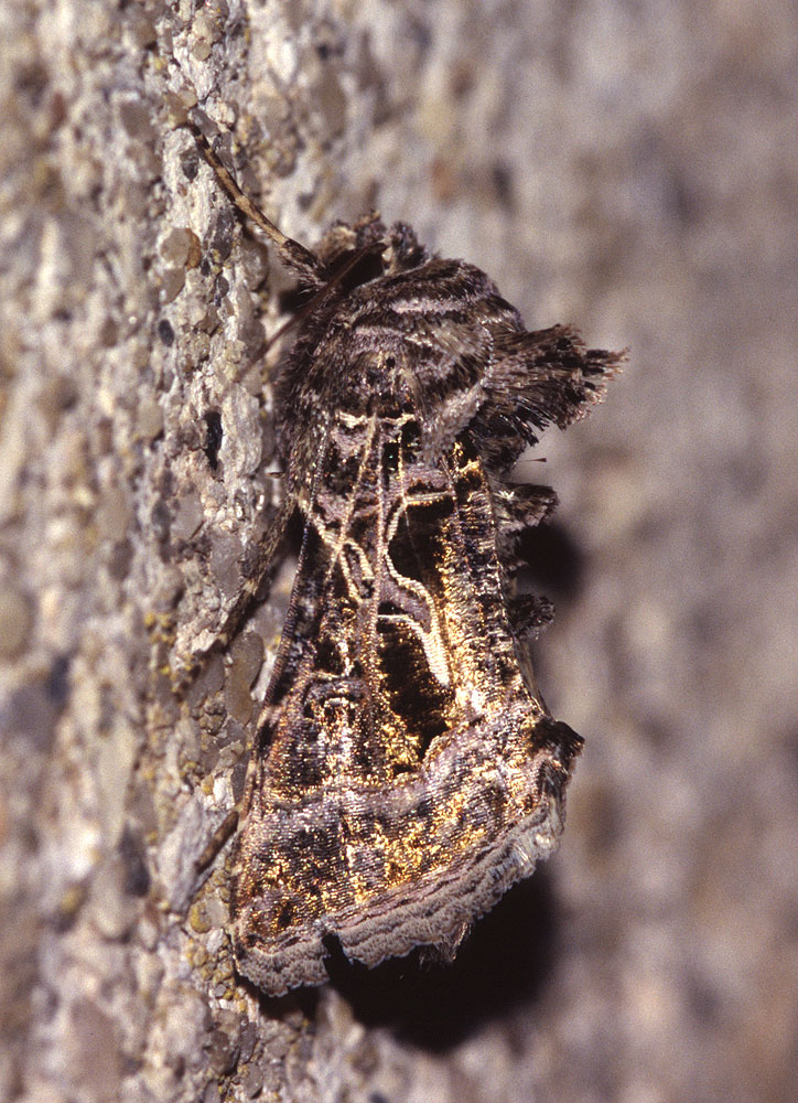 La Plusie de la Carotte (La) Thysanoplusia daubei (Boisduval, 1840)