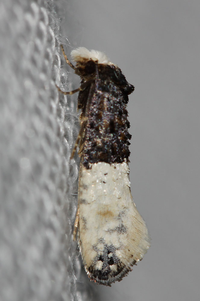  Trichophaga tapetzella (Linnaeus, 1758)
