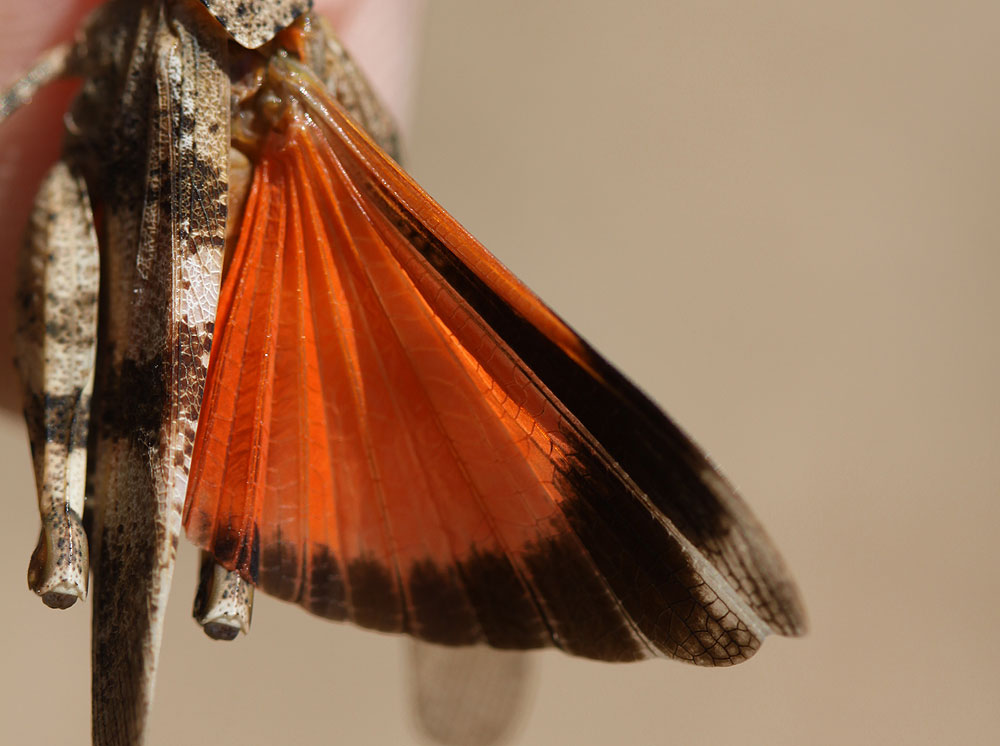 Le OEdipode rouge, Criquet à ailes rouges,  Criquet r Oedipoda germanica (Latreille, 1804)