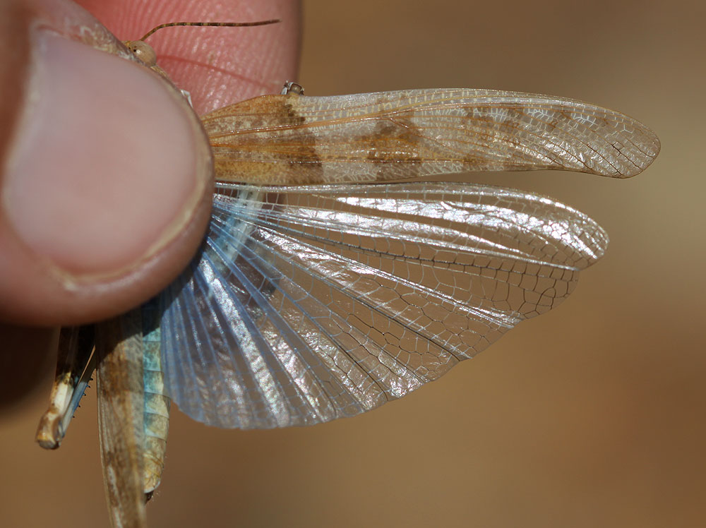 Oedipode aigue-marine, Criquet à ailes bleues, Oed Sphingonotus caerulans (Linnaeus, 1767)