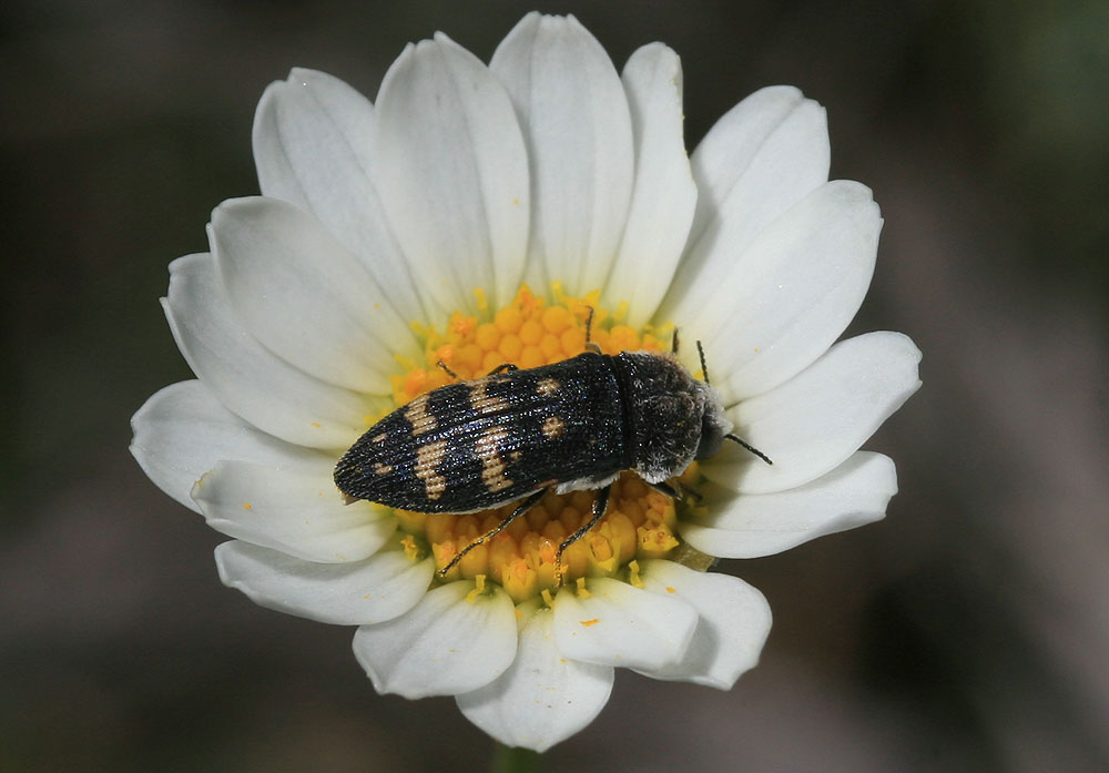 Le  Acmaeoderella flavofasciata (Piller & Mitterpacher, 1783)