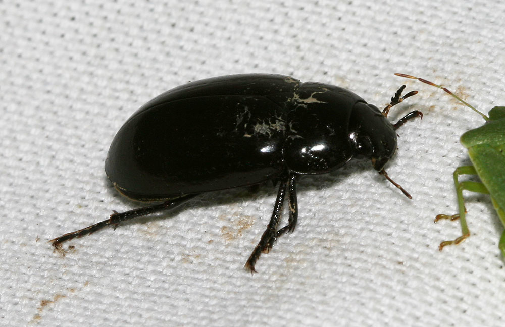 Le Hydrophile noir picoté Hydrochara caraboides (Linnaeus, 1758)