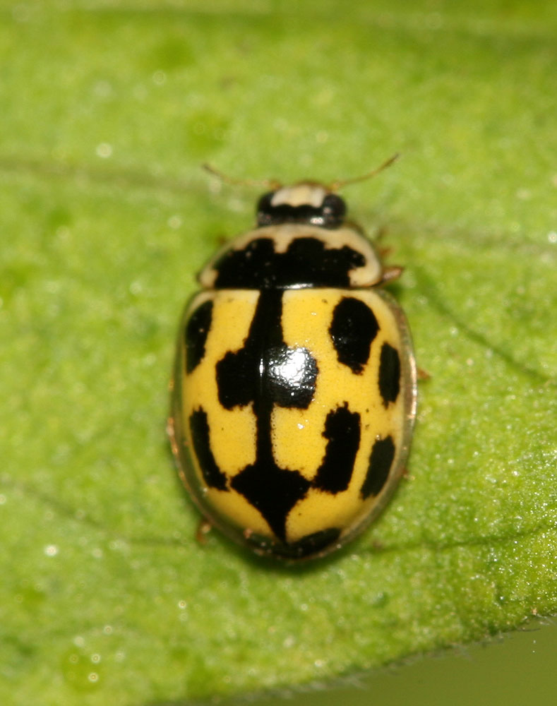 La Coccinelle à damier, Coccinelle à 14 points Propylea quatuordecimpunctata (Linnaeus, 1758)
