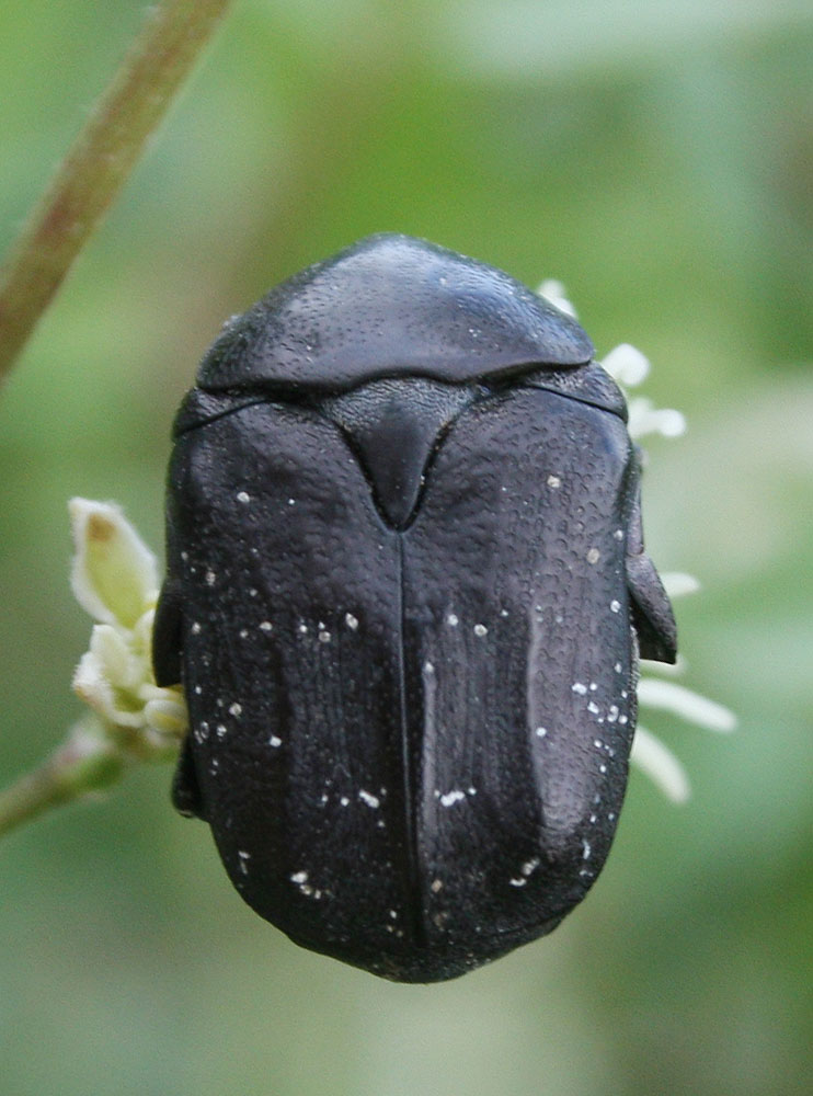 Le Cétoine noire (la) Netocia morio (Fabricius, 1781)