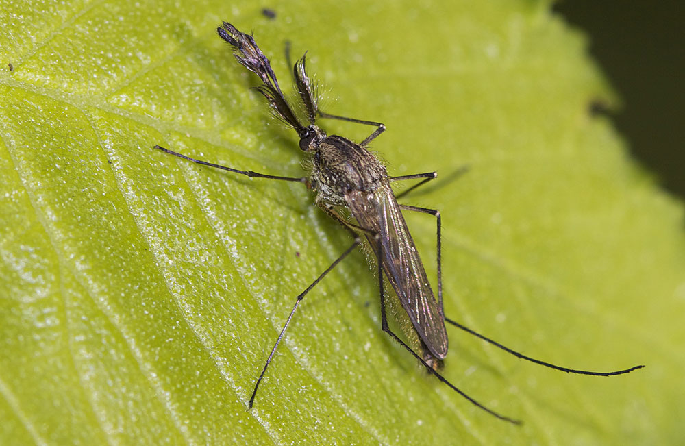 Le  Aedes geniculatus (Olivier, 1791)