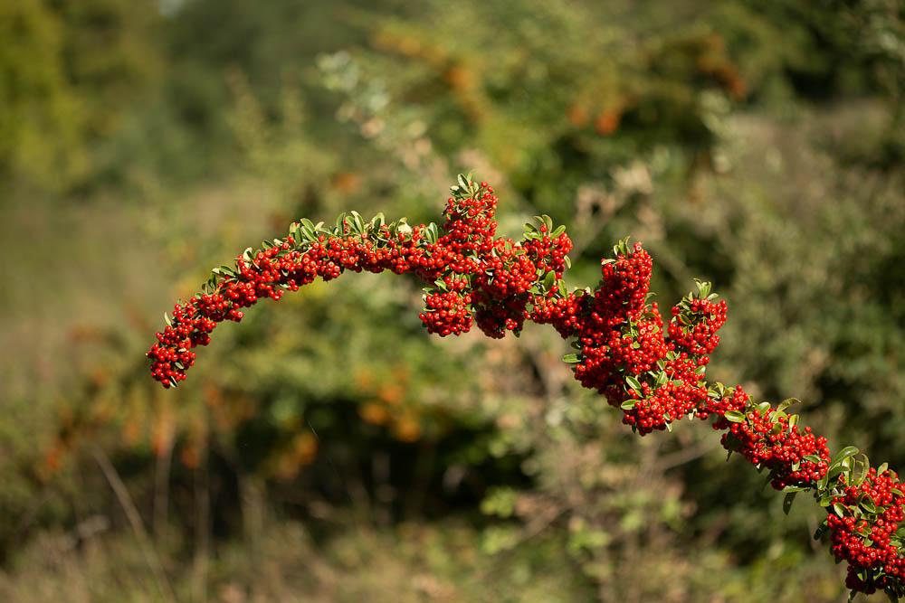 Le Buisson ardent Pyracantha coccinea M.Roem., 1847
