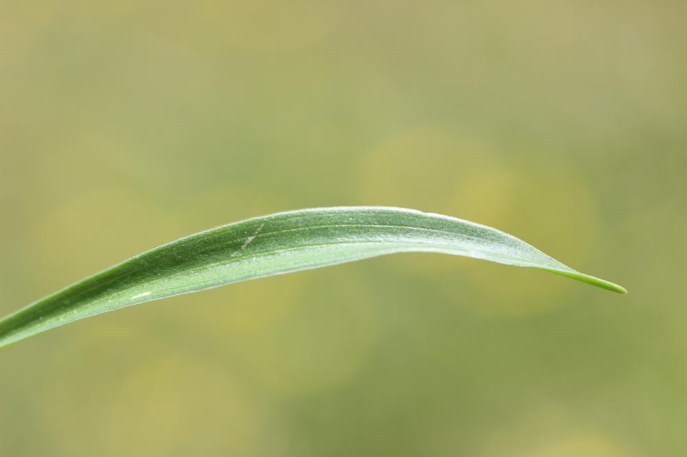 Armérie faux-plantain, Armérie des sables Armeria arenaria (Pers.) Schult., 1820