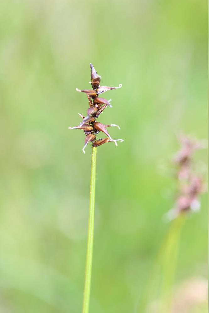 Laîche de Davall, Carex de Davall Carex davalliana Sm., 1800