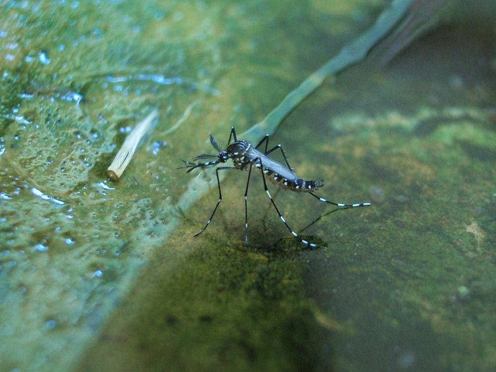 Moustique tigre Aedes albopictus (Skuse, 1894)