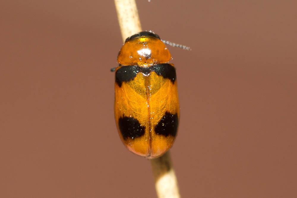 Le  sp. Coptocephala Chevrolat, 1836 sp.