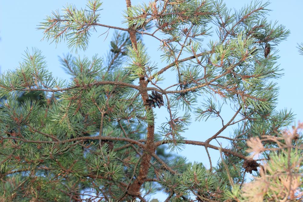 Le Pin sylvestre Pinus sylvestris L., 1753
