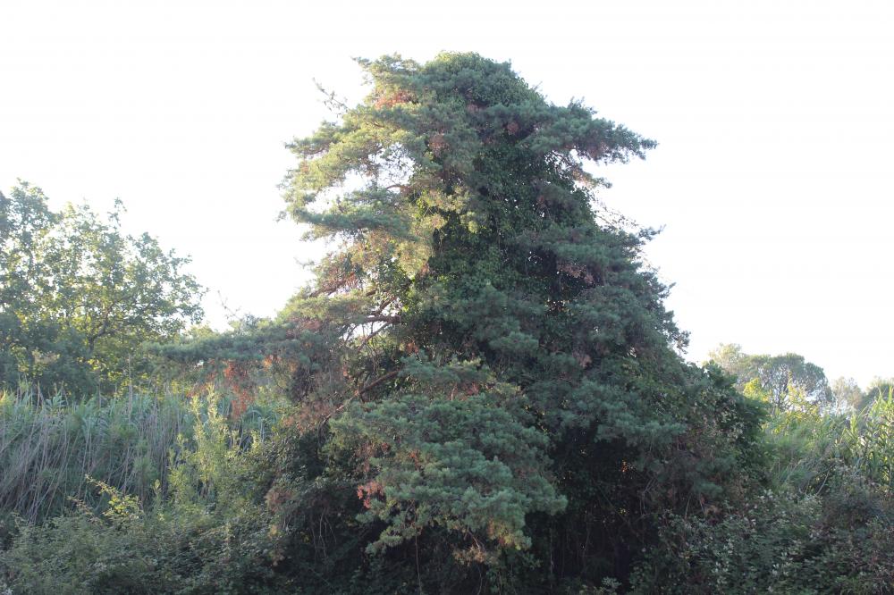 Le Pin sylvestre Pinus sylvestris L., 1753