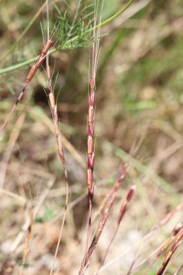 Égilope cylindrique Aegilops cylindrica Host, 1802