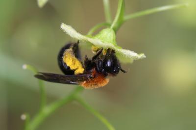 Andrena thoracica