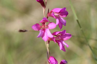 Glaïeul douteux Gladiolus dubius Guss., 1832