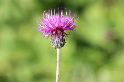 Cirse bulbeux Cirsium tuberosum (L.) All., 1785