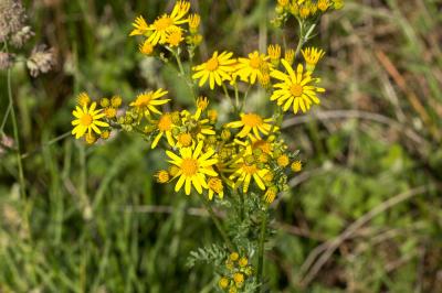 Herbe de saint Jacques Jacobaea vulgaris Gaertn., 1791