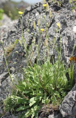 Crepide blanche, Crépide blanchâtre Crepis albida Vill., 1779