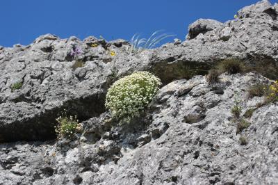 Saxifrage des Cévennes Saxifraga cebennensis Rouy & E.G.Camus, 1901