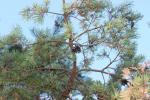 Pin sylvestre Pinus sylvestris L., 1753