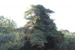Pin sylvestre Pinus sylvestris L., 1753